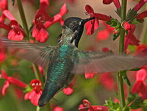 Colibri de Costa