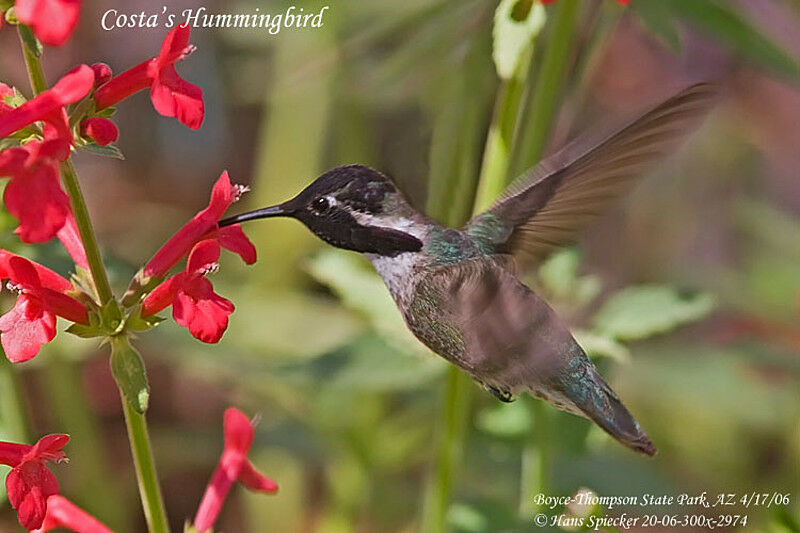 Colibri de Costa mâle adulte