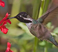 Costa's Hummingbird