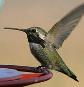 Costa's Hummingbird