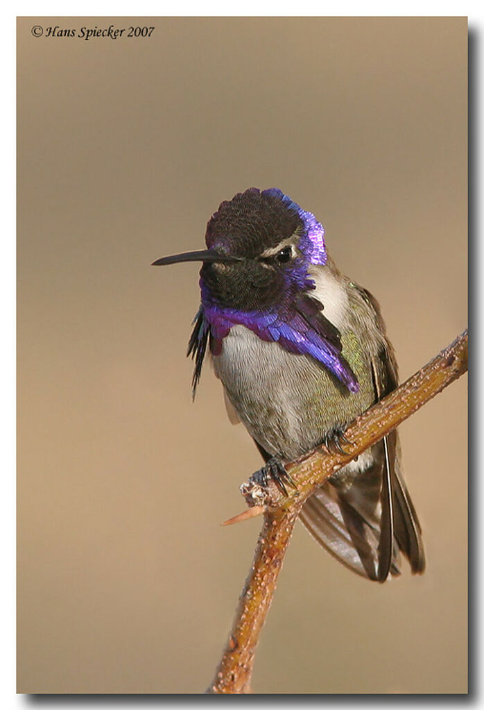 Costa's Hummingbird male adult