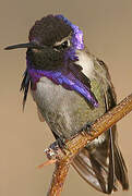 Costa's Hummingbird