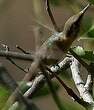 Colibri de Fanny