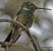 Colibri de Rivoli