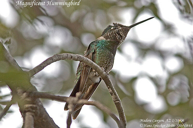 Colibri de Rivoli