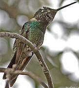 Colibri de Rivoli