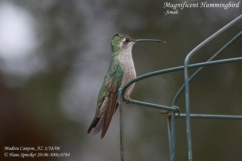 Colibri de Rivoli