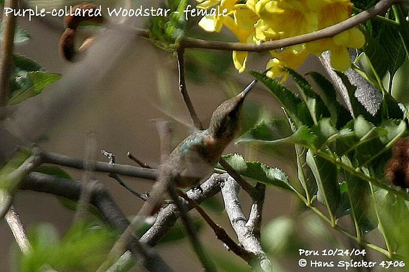 Purple-collared Woodstar