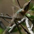 Colibri fanny