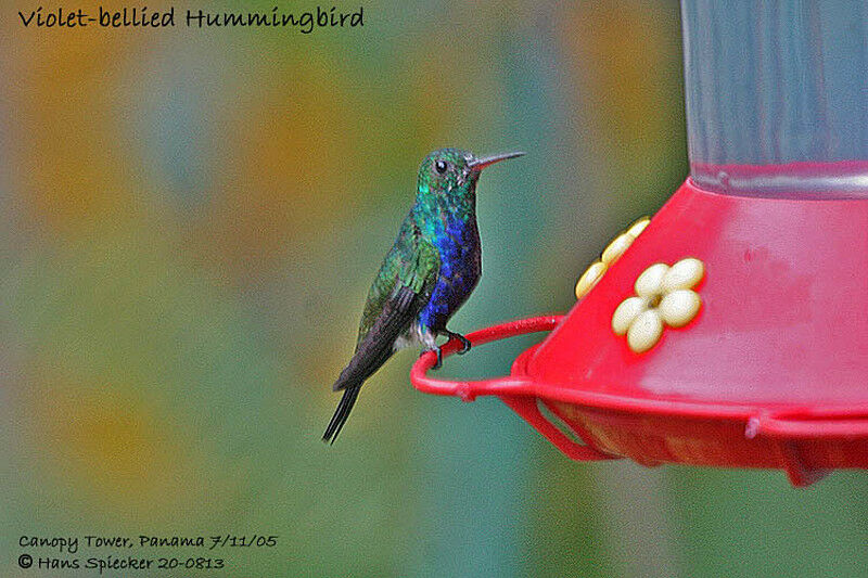 Colibri julie