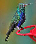 Colibri julie