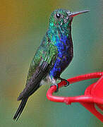 Violet-bellied Hummingbird (feliciana)