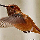 Colibri roux