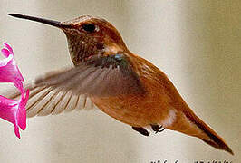 Rufous Hummingbird