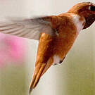 Colibri roux