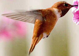 Rufous Hummingbird