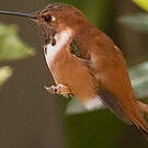 Colibri roux