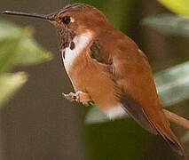 Rufous Hummingbird