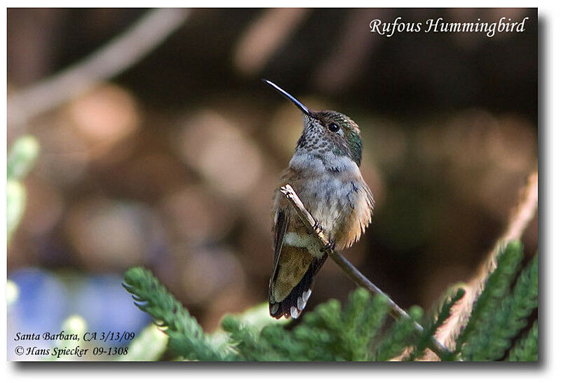 Rufous Hummingbird female adult