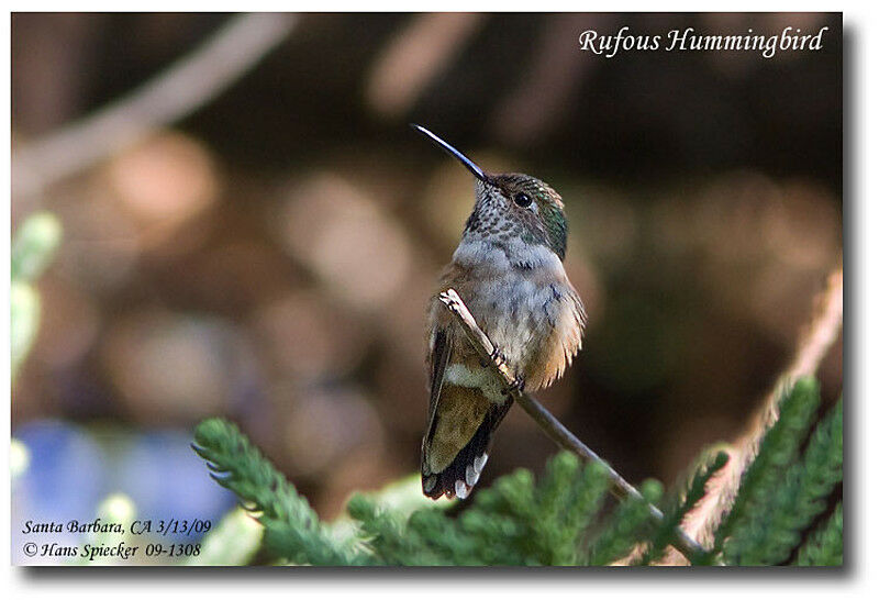 Colibri roux femelle adulte