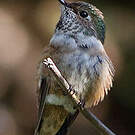 Colibri roux