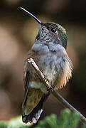 Rufous Hummingbird