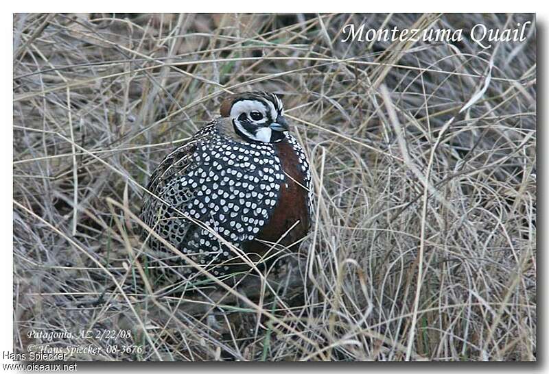 Montezuma Quail male adult