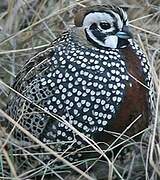 Montezuma Quail