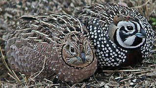 Montezuma Quail