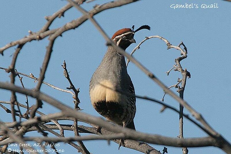 Gambel's Quail