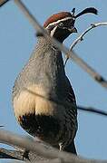 Gambel's Quail