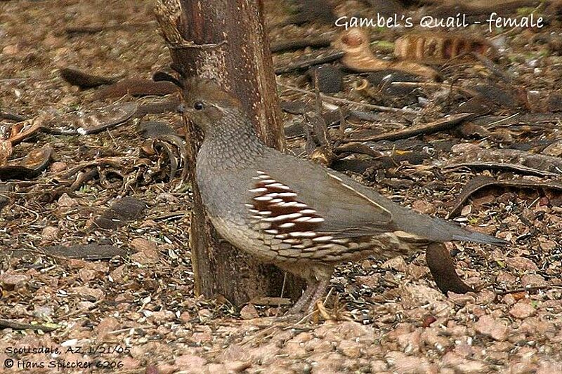 Gambel's Quail