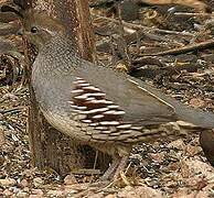 Gambel's Quail