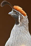 Gambel's Quail