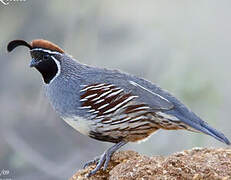 Gambel's Quail