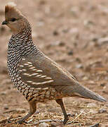 Scaled Quail