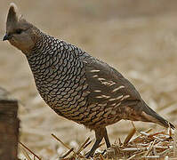 Scaled Quail