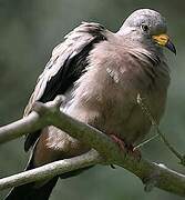 Croaking Ground Dove