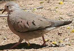 Common Ground Dove