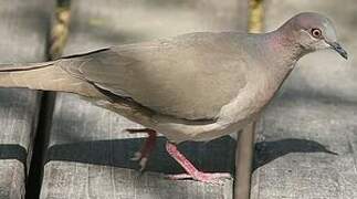 White-tipped Dove