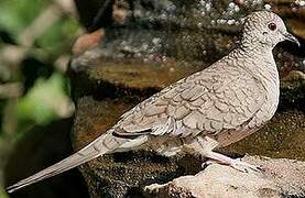 Inca Dove