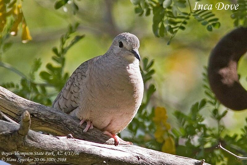 Inca Doveadult