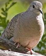 Inca Dove