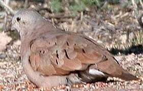 Ruddy Ground Dove