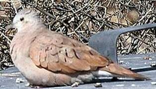 Ruddy Ground Dove