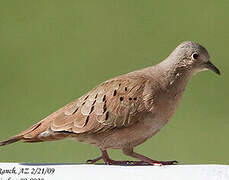 Ruddy Ground Dove