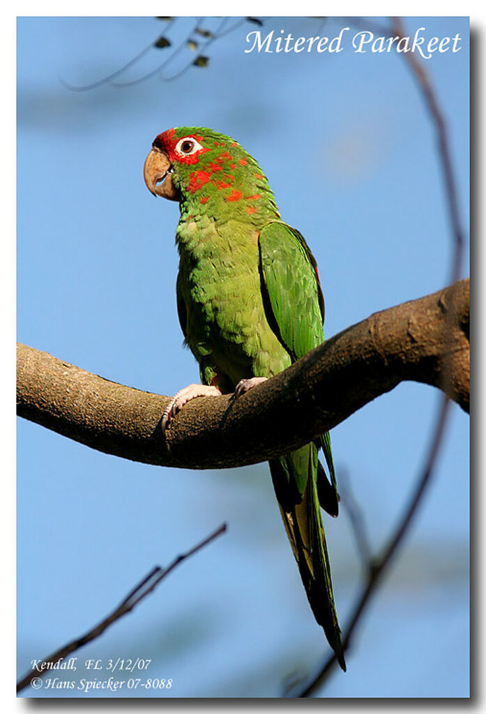 Conure mitréeadulte