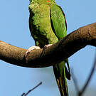 Conure mitrée