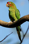 Mitred Parakeet