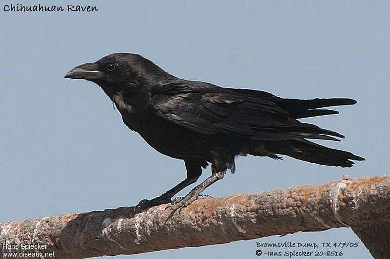 Chihuahuan Raven